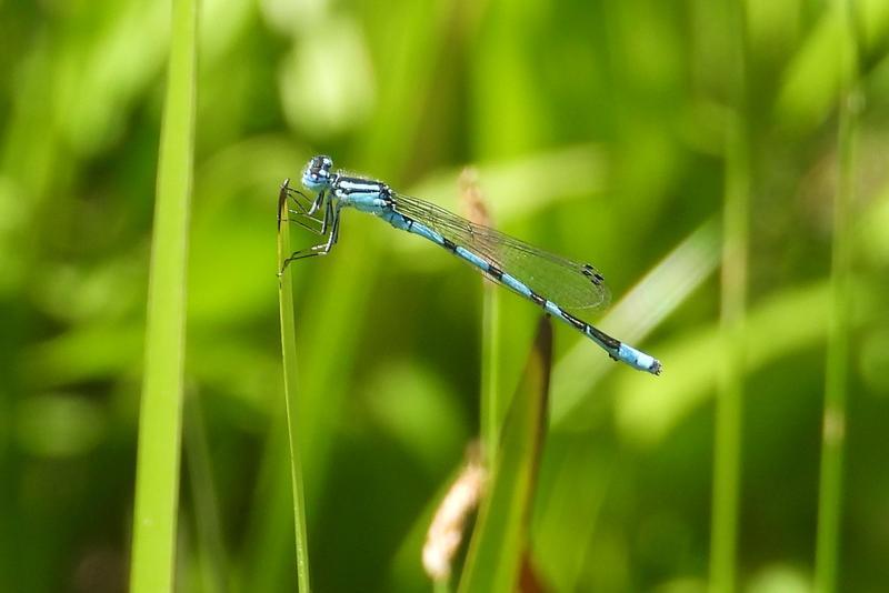 Photo of Marsh Bluet