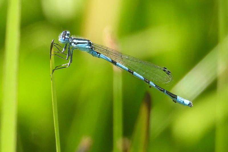 Photo of Marsh Bluet