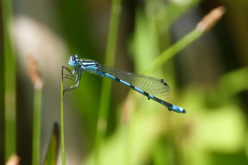 Photo of Marsh Bluet