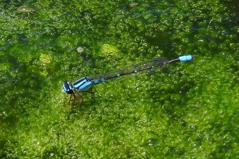 Photo of Skimming Bluet