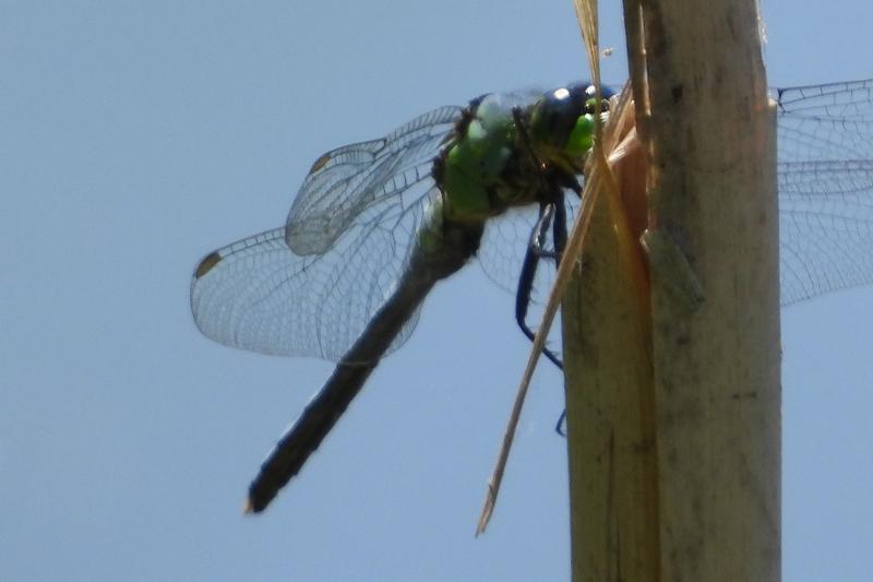 Photo of Eastern Pondhawk