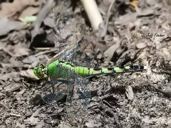 Photo of Eastern Pondhawk