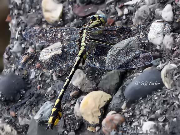 Photo of Plains Clubtail