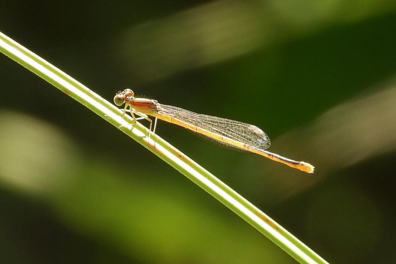 Photo of Citrine Forktail