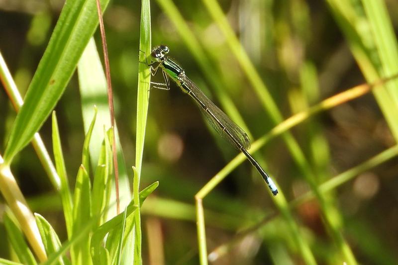 Photo of Eastern Forktail