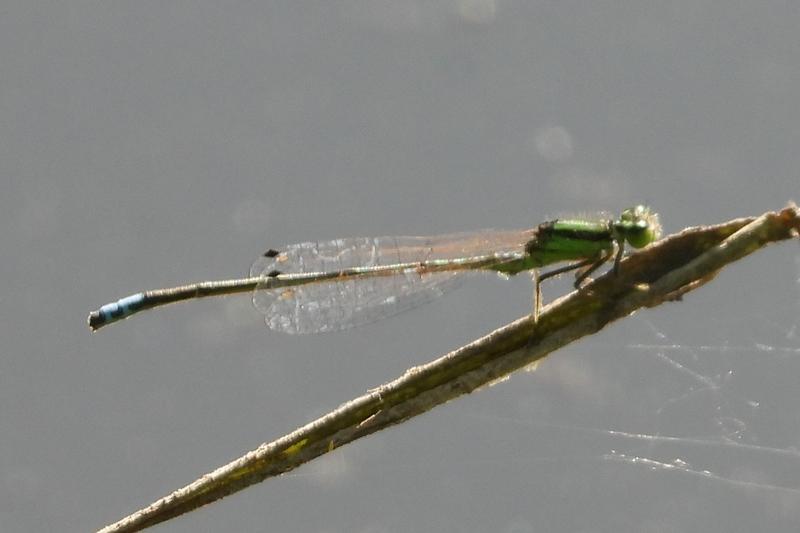 Photo of Eastern Forktail