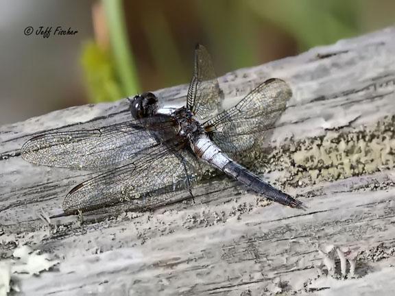 Photo of Chalk-fronted Corporal