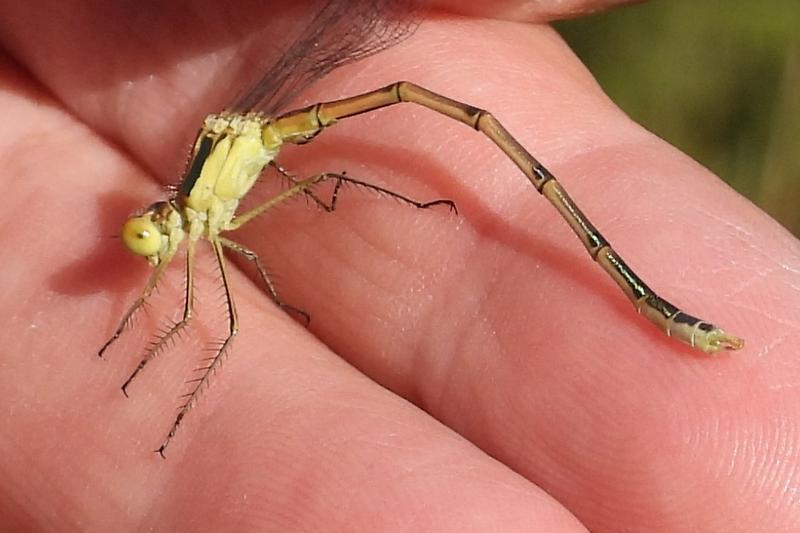 Photo of Lyre-tipped Spreadwing