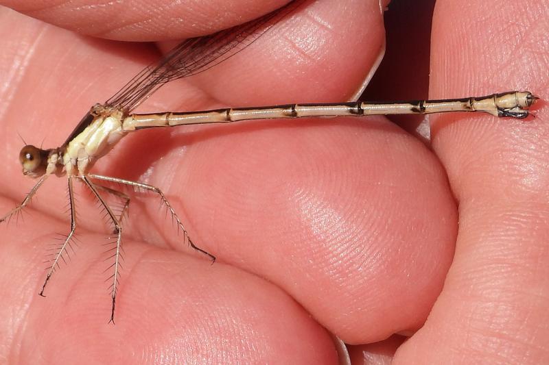 Photo of Southern Spreadwing