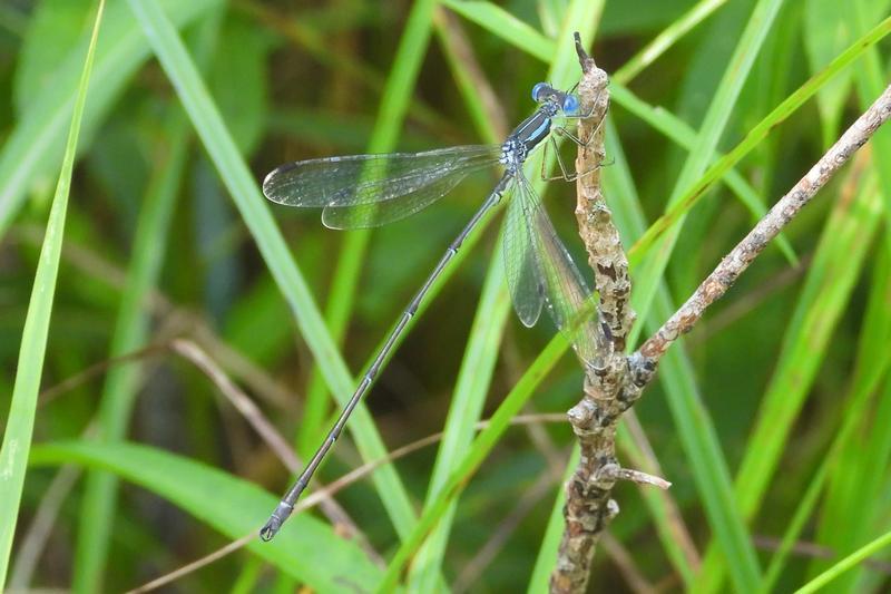 Photo of Slender Spreadwing