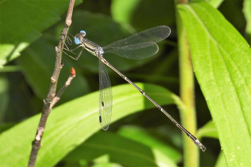 Photo of Slender Spreadwing