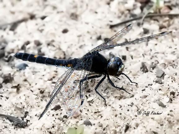 Photo of Dot-tailed Whiteface