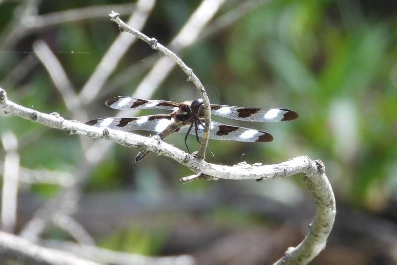 Photo of Twelve-spotted Skimmer