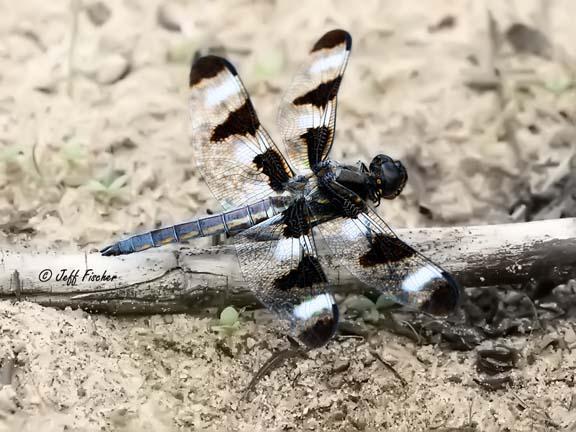 Photo of Twelve-spotted Skimmer