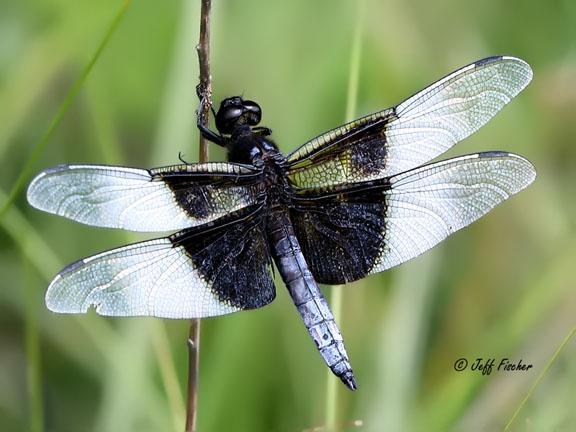 Photo of Widow Skimmer