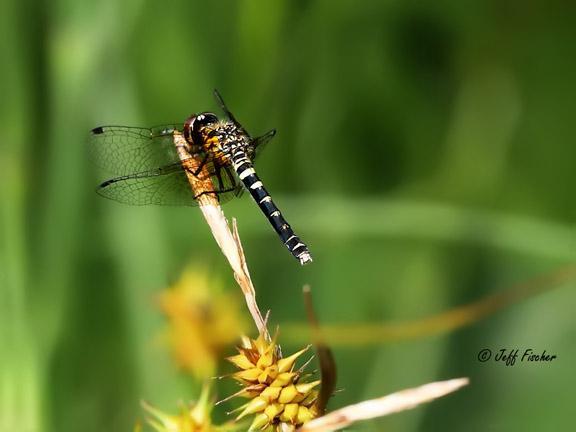 Photo of Elfin Skimmer
