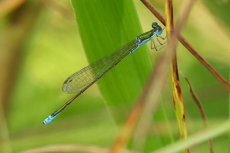 Photo of Sedge Sprite