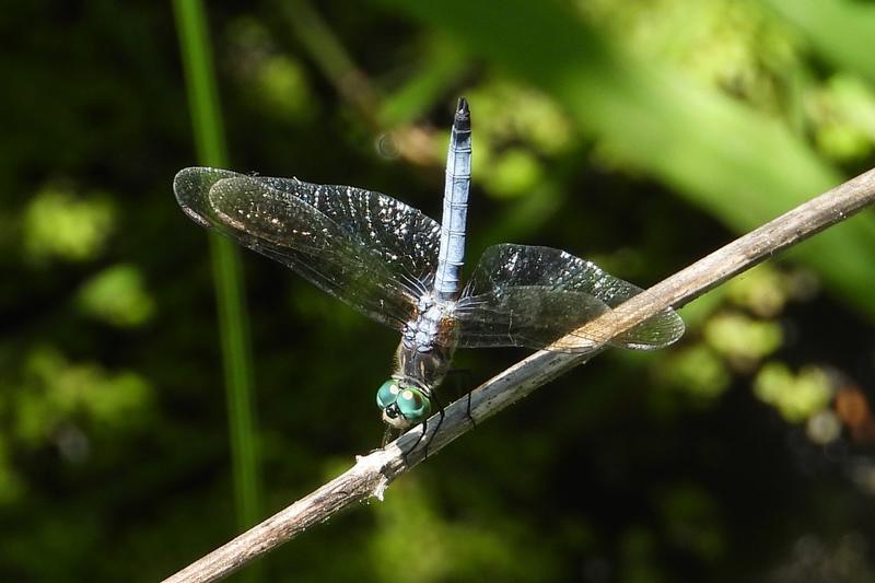 Photo of Blue Dasher