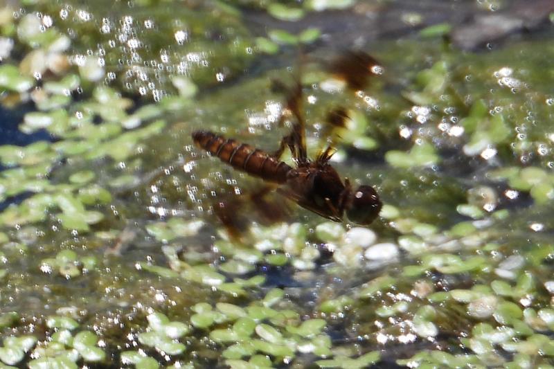 Photo of Eastern Amberwing