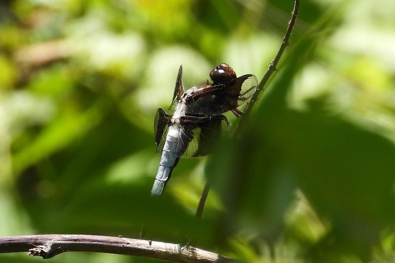 Photo of Common Whitetail