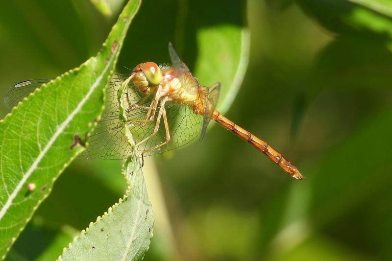 Photo of Autumn Meadowhawk