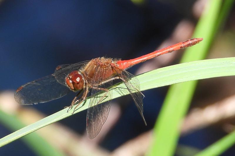 Photo of Autumn Meadowhawk