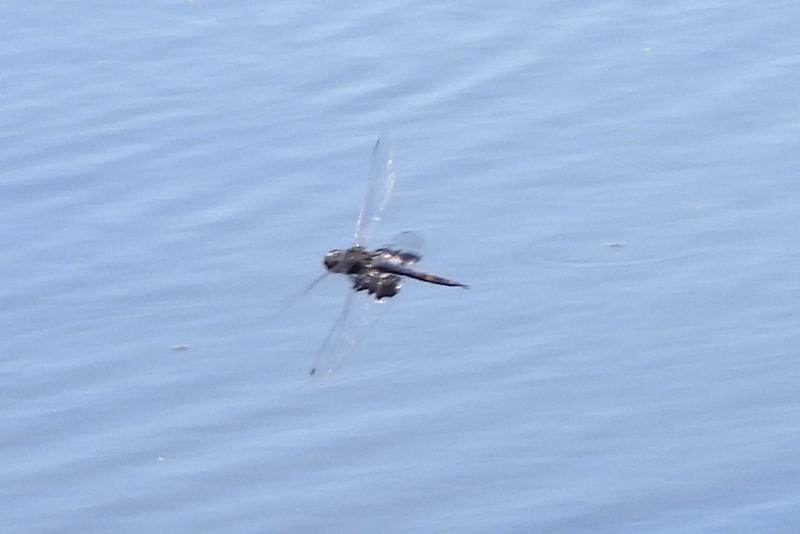 Photo of Black Saddlebags