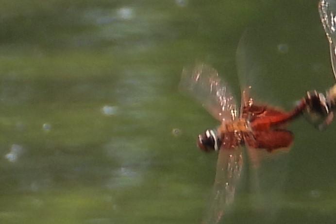 Photo of Carolina Saddlebags