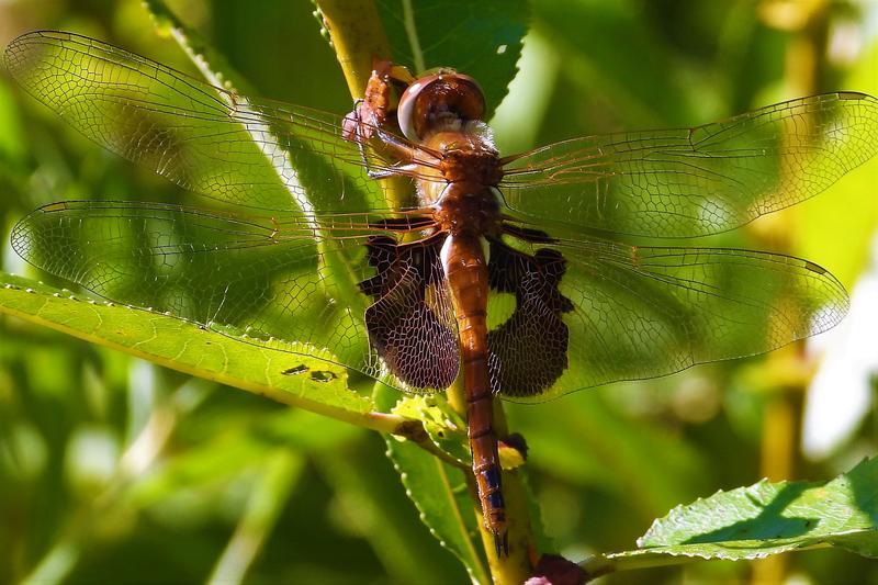 Photo of Red Saddlebags