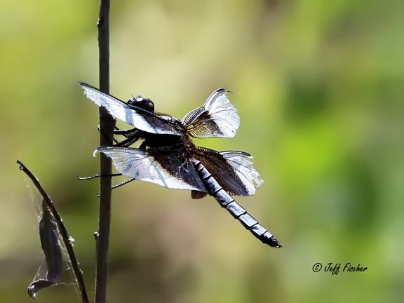 Photo of Widow Skimmer