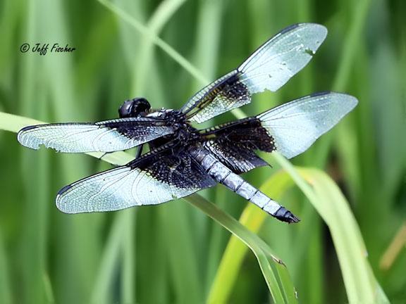 Photo of Widow Skimmer