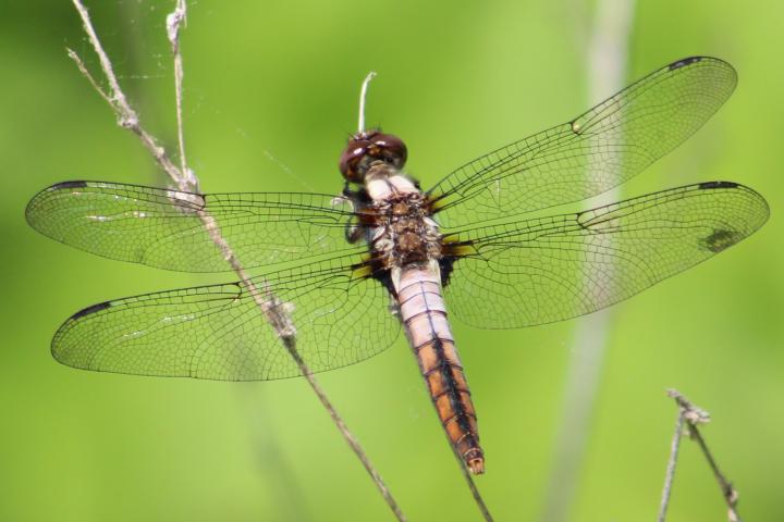 Photo of Chalk-fronted Corporal