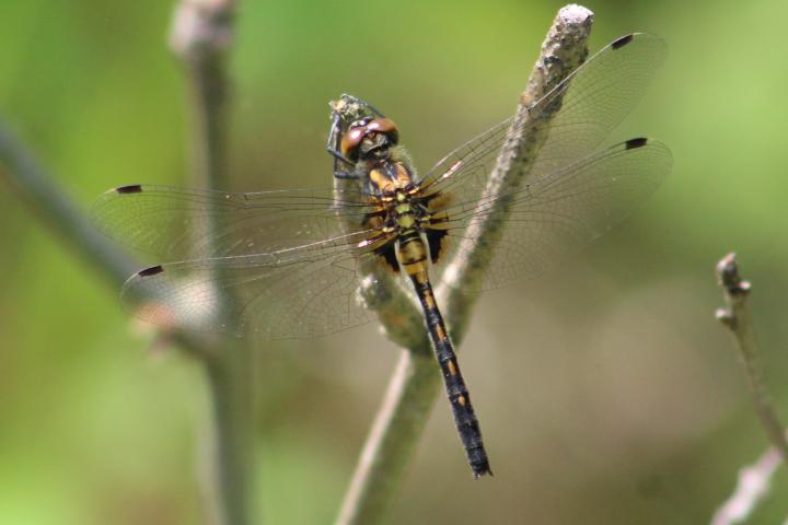 Photo of Crimson-ringed Whiteface