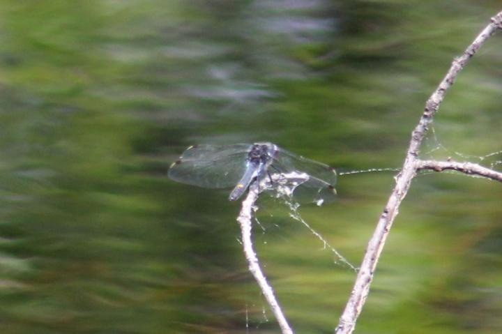 Photo of Dot-tailed Whiteface