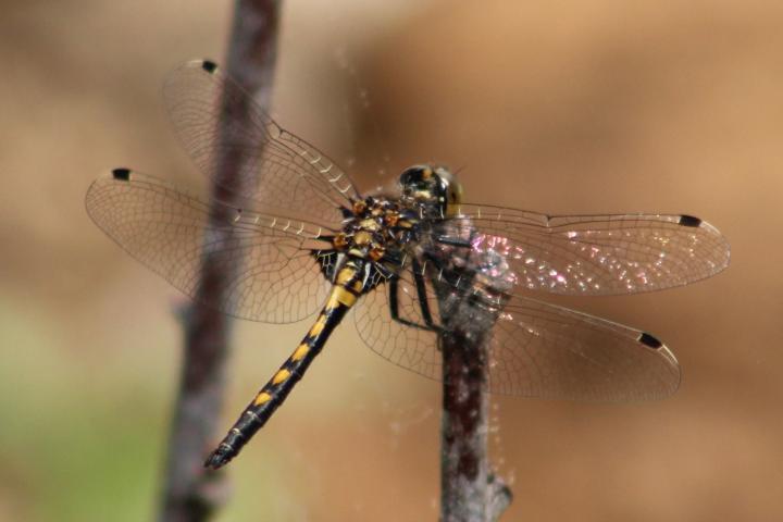 Photo of Hudsonian Whiteface