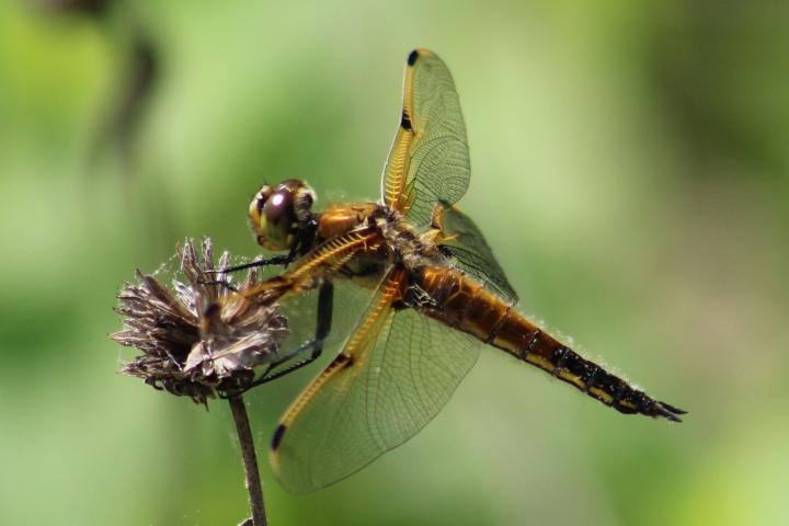 Photo of Four-spotted Skimmer