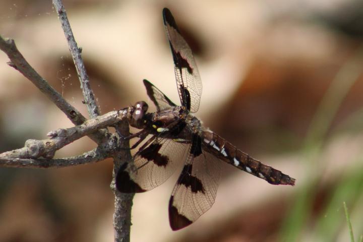 Photo of Common Whitetail