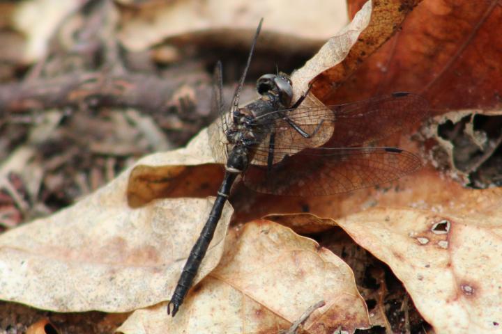 Photo of Ebony Boghaunter