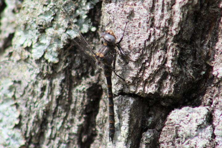 Photo of Ringed Boghaunter