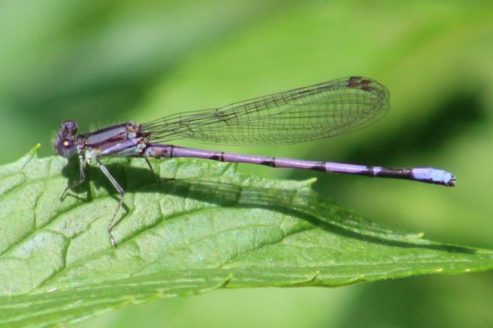 Photo of Variable Dancer (Violet Dancer ssp.)