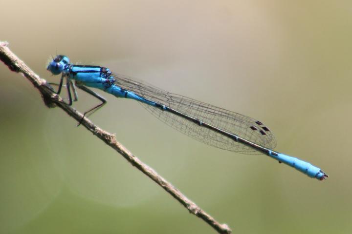 Photo of Azure Bluet