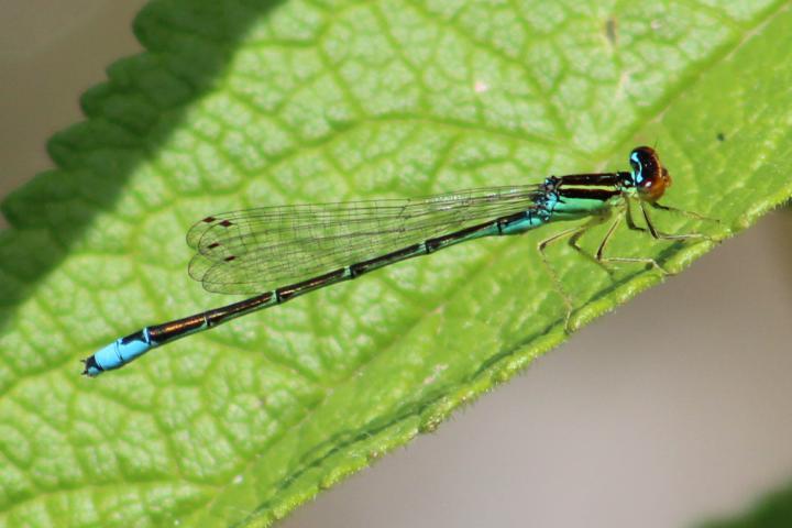 Photo of Rainbow Bluet