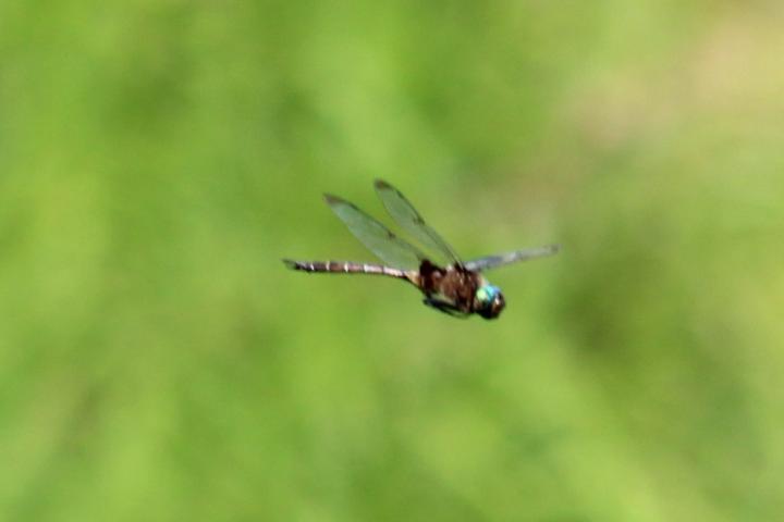 Photo of Prince Baskettail