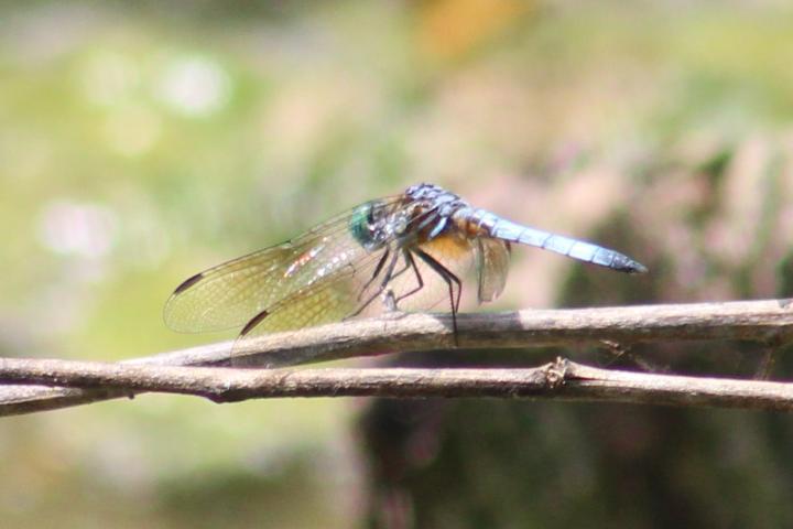 Photo of Blue Dasher