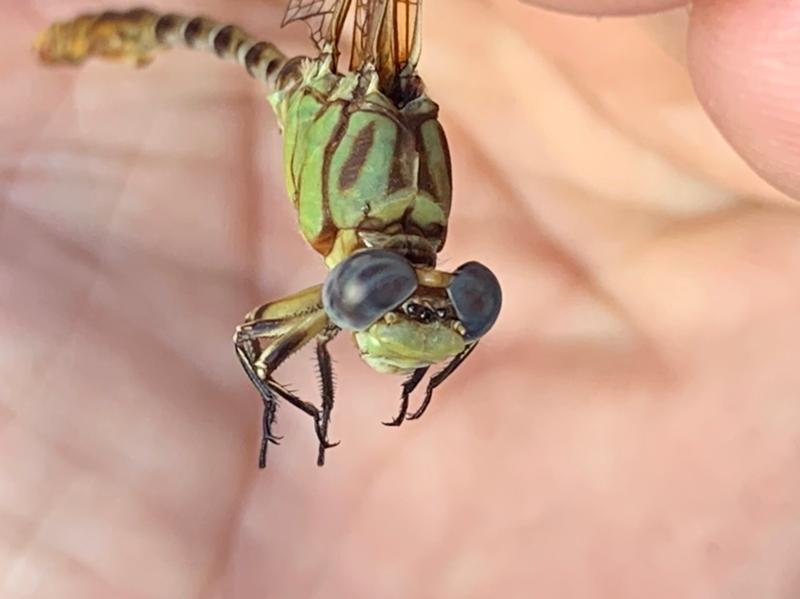 Photo of Eastern Ringtail