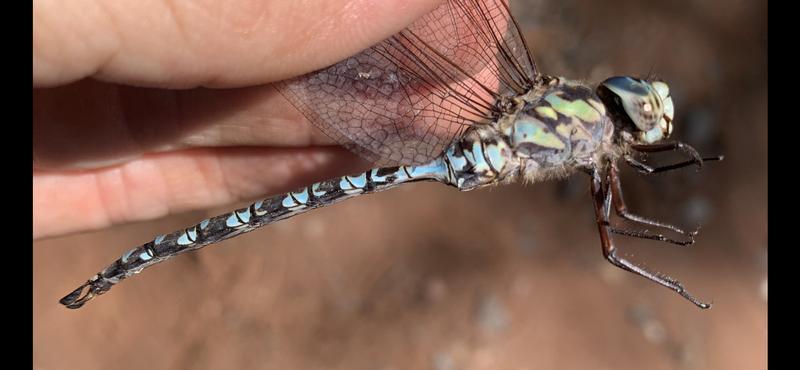 Photo of Mottled Darner