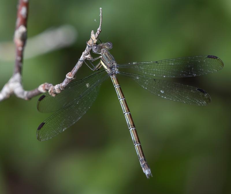 Photo of Great Spreadwing