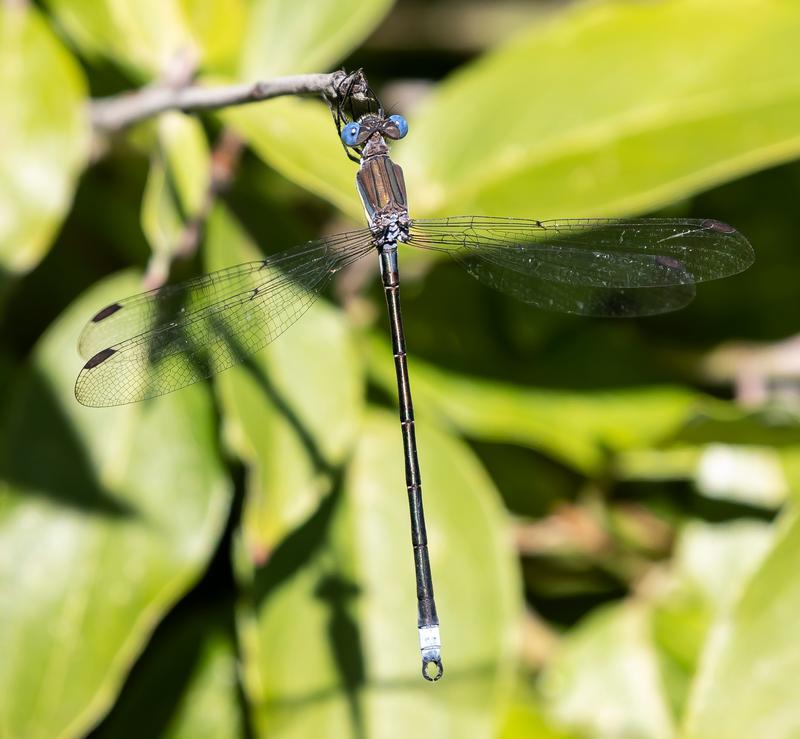 Photo of Great Spreadwing