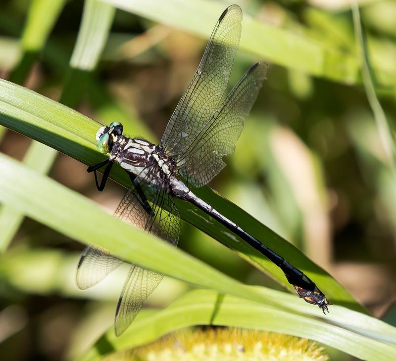 Photo of Black-shouldered Spinyleg