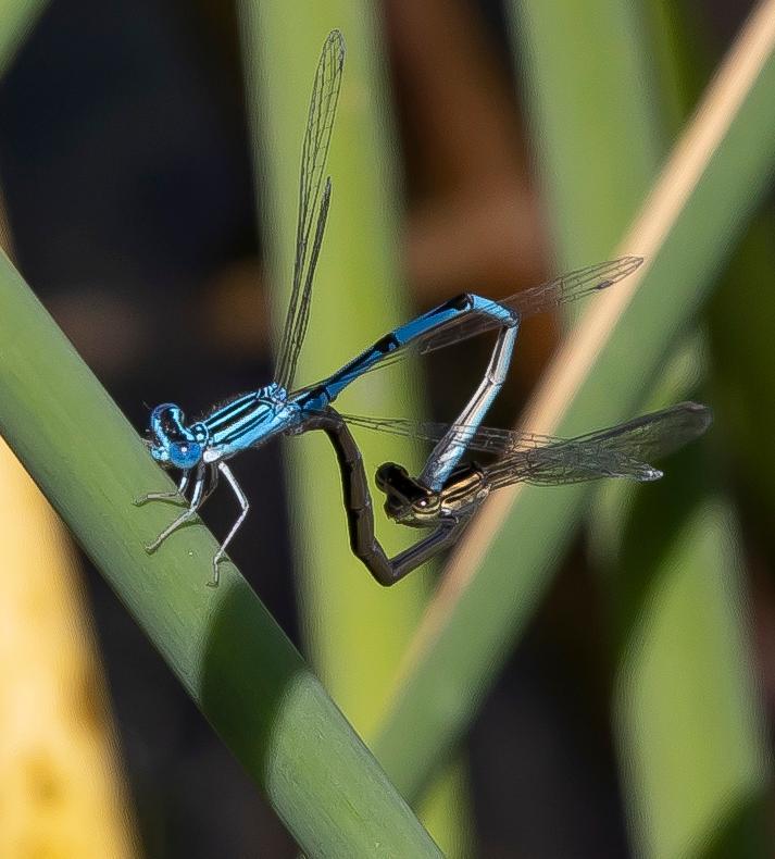 Photo of Double-striped Bluet